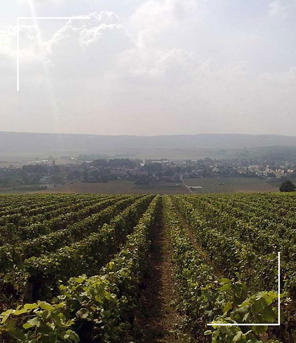 Champagne Romelot-Poupart